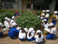 20210602jagaimo002.JPG
