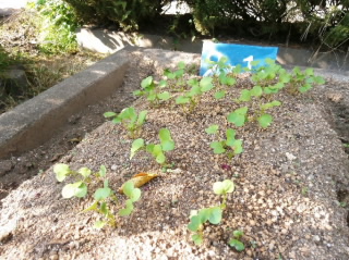 202109daikon.jpg