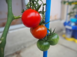 P7010010.jpg
