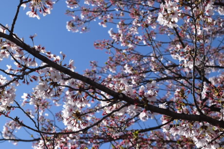sakura11.jpg
