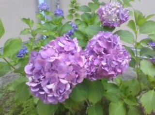 20250709natu003.JPG
