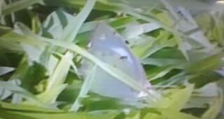 20250709natu02.jpg