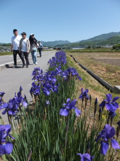 20240518ayame003.JPG