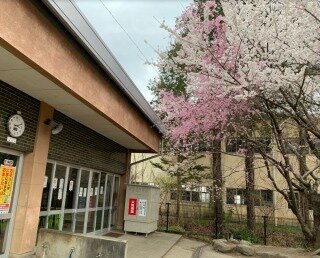 s-250415２色の桜.jpg