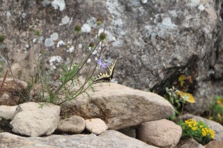 60910eboshi (6).jpg