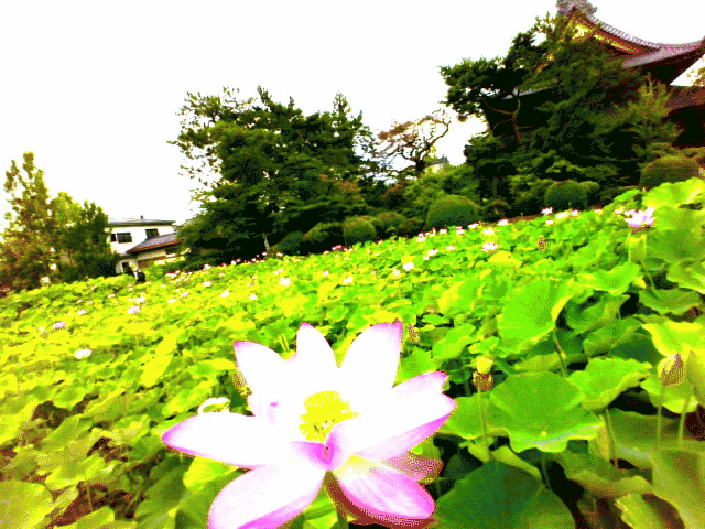 無題.gif