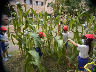 20200916popcorn002.JPG