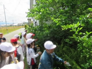 kuwanomi201.jpg
