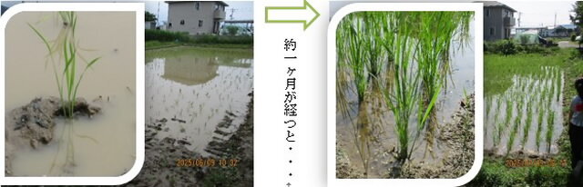 okomeokome3441.jpg