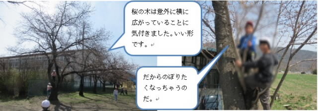 sakuranokikakou3011.jpg