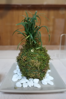 20230418_kokedama07.JPG