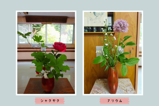 20240527_hana.png
