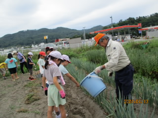ねぎの土よせ (1).JPG