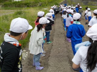 20250512-4.satoimo01.JPG