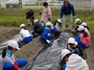 20250512-4.satoimo02.JPG