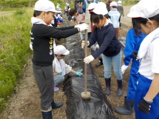 20250512-4.satoimo03.JPG