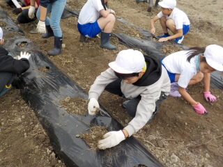 20250512-4.satoimo04.JPG