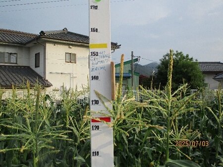 20250708-morokosi.jpg