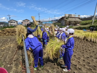 5年　稲刈り (2).jpg