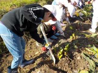 4年 里芋ほり (1).jpg