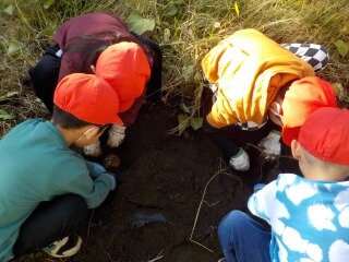 1年　いもほり (2).jpg