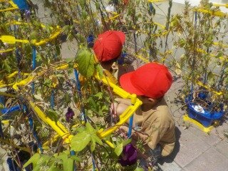 あさがおの種 (2).jpg