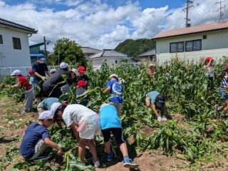 トウモロコシ収穫 (5).jpg