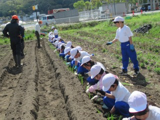 ネギ植え (1).jpg