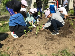華の苗植え (2).jpg