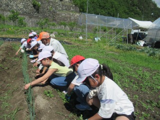 3年ネギ土寄せ (1).jpg
