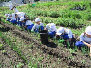 3年ネギ土寄せ (2).jpg