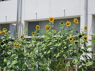 IMG_1115.jpg