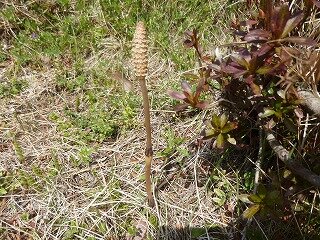 P1250442.jpg