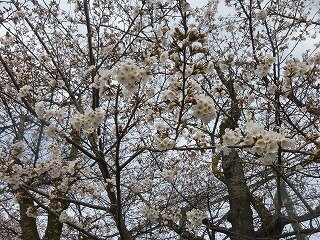P1250639.jpg