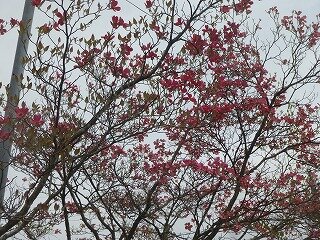 P1250786.jpg