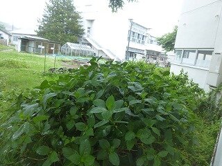 P1260631.jpg