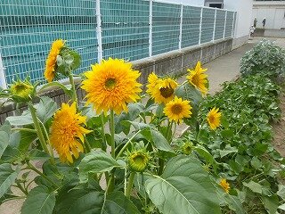P1270002.jpg