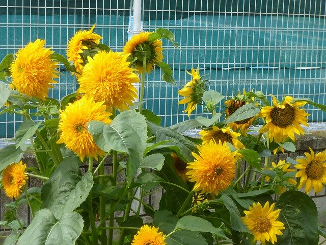 P1270099.jpg