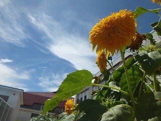 P1270333.jpg