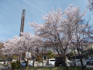 桜さわやかロード.JPG