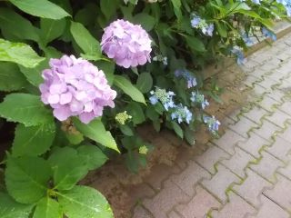 DSCN4087.JPG