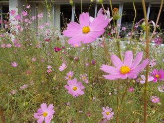 DSCN7098.JPG