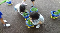 asagao4.jpg