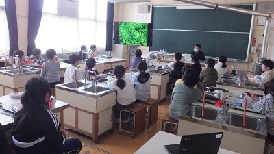 sakuramankai2.jpg