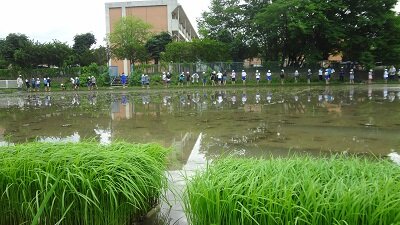 taue2.jpg