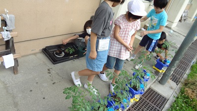 tomato4.jpg