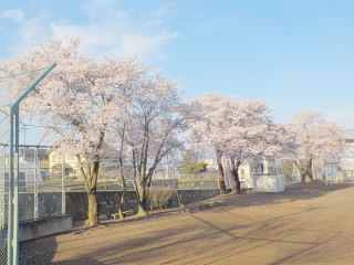 reiwanisakurajuusan.jpg