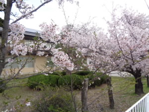 桜写真1.jpg