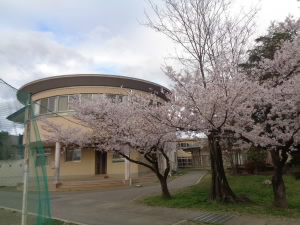 桜写真2.jpg