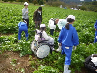 071021daikonsyuukaku (3).JPG